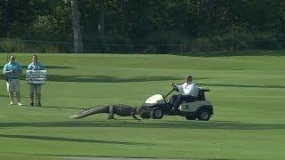 Three-legged alligator crosses fairway at the Zurich Classic