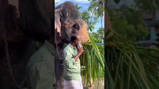 തോട്ടയ്ക്കാട്ട് രാജശേഖരൻ  Thottaikkattu rajashegaran elephant