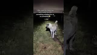 When u hear something whistle at u in the night.. no you didn’t. Our livestock guardian dog reacts
