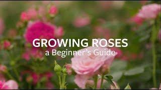 How to grow Roses  Grow at Home  Royal Horticultural Society