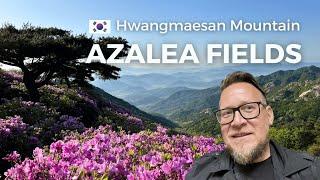 It took me 5 years to visit Hwamaesan Azalea Fields in Korea