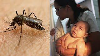 Zika Virus Everything you need to know - in 90 seconds