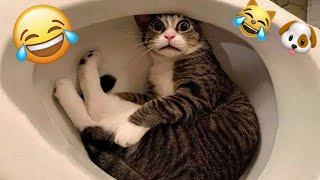  Short and Funny Animals Videos  the Best Cats and Dogs Videoa