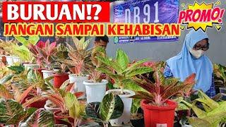 BURUAN‼️ Jangan sampai kehabisan PROMO aglonema STOK TERBATAS  222