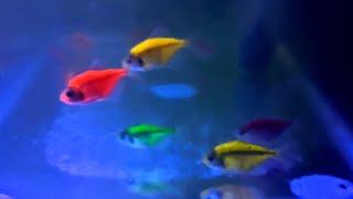 beli ikan hias glofish tetra warna warni onlineikan hiasikan glofish tetra