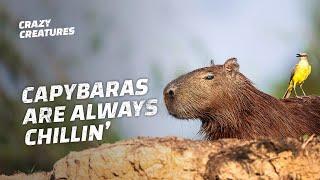 Capybaras the Largest and ‘Chillest’ Rodents in the World