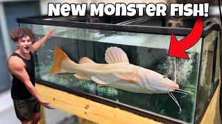 Buying RARE Monster FISH for My AQUARIUM