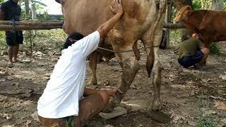 PROSES POTONG KUKU DAN TANDUK SAPI