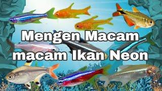 Mengenal Macam macam Ikan Neon