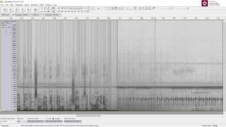 Cleaning Up Frog Calls with Audacity