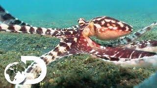 The Mimic Octopus  Nick Bakers Weird Creatures