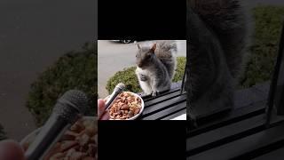 Interview with a squirrel