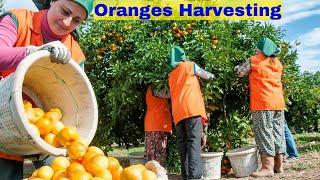See How American Farmers Use Migrant Farms workers to Harvest Tons of Oranges