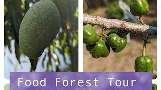 Tropical exotic Food Forest Tour - Zone 9B - Central Florida - over 100 fruit trees and plants