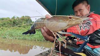 Nggak ada lawan selalu ad kejutan mancing udang galah yang menakjubkan di sungai ini