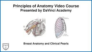 Breast Anatomy and Clinical Pearls Thorax Anatomy 16 of 16