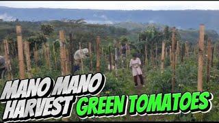 MANO MANONG PAGHARVEST GREEN TOMATOES FARMERS  PELAEZ CLAVERIA  Hermanianz Aloysians #video