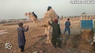 Camel loading  Lahore camel mandi 2024  shahpur kanjra Mandi Lahore