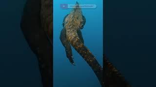 Deniz iguanaları sadece Galapagos Adalarında bulunan tek deniz kertenkelesi türüdür.