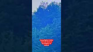 Young Bigfoot Climbs Tree and Stares at Investigator on Camera