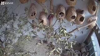 Zebra Finch Aviary Live 03112020 AM