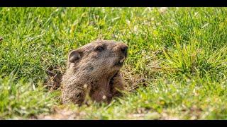 Groundhog Day 2023 Will Punxsutawney Phil See His Shadow