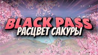 Новый сезон BLACK PASS «Расцвет сакуры»