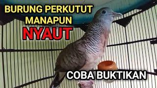 SUARA PERKUTUT BANGKOK MUDA GACOR 100% AMPUH UNTUK PANCINGAN SEMUA PERKUTUT.