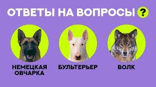 Немецкая Овчарка или Бультерьер. Часть 2. Ответы на вопросы... German Shepherd or Bull Terrier.