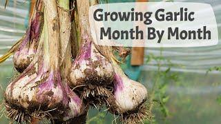 How To Grow Garlic Part 2 Month By Month On A UK Allotment