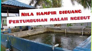 nila hampir di buang malah pertumbuhan ngebut