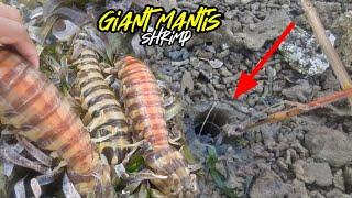 Catching Mantis Shrimp - Three Giant Mantis Shrimp Captured