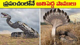 ప్రపంచంలోనే 10 అతిపెద్ద పాములు  10 Biggest Snakes In The World  Worlds 10 Biggest Snakes .