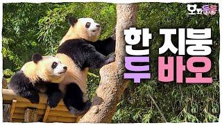 SUB When its outdoors cute Hui and lovely Rui│Panda World