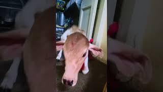 cute cow calf.# shorts # short # viral