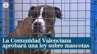 La Comunidad Valenciana aprobará la ley más moderna sobre mascotas