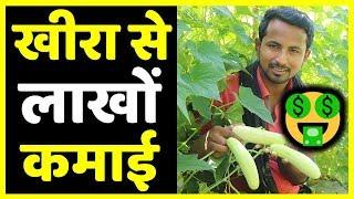 मालामाल खीराProfit Marketing Variety Harvesting  Cucumber Farming Techniques A to Z