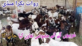 Rawat Bakra Mandi  Biggest offer in Bakra Mandi