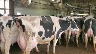 Vacas Lecheras Holstein 2020 Vacas Con La Mejor Producción De Leche