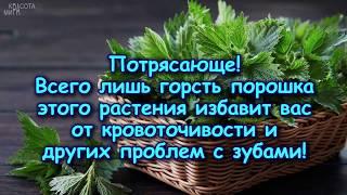 ПОТРЯСАЮЩЕ Это растение избавит вас ОТ ПРОБЛЕМ С ЗУБАМИ И ДЁСНАМИ