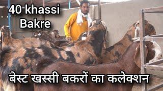 सोनू भाई 8824194858 का बेस्ट खस्सी बकरों का कलेक्शन  Heavyweight khassi goat  eid goat