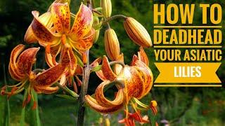 How to Deadhead your Asiatic Lilies