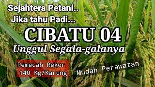 Padi Cibatu 04 Unggul Segala galaunya.