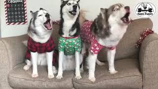 Huskies Singing Christmas Carols