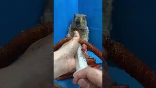 Groundhog Cute Pet Marmot Turn into a big spicy stick