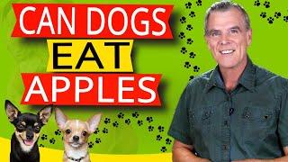 Can Dogs Eat Apples 7 Benefits and How Much?