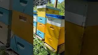 Check out the River Apiary