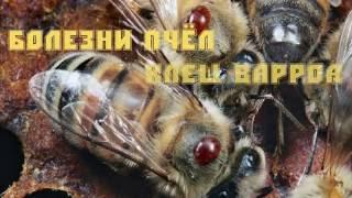 Болезни пчел. Урок 1 клещ варроа.