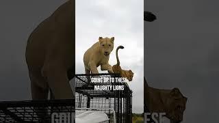 Naughty LIONS Jump on Car #wildlife #cat #fun