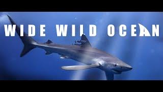 WIDE WILD OCEAN – Diving Azores 2023